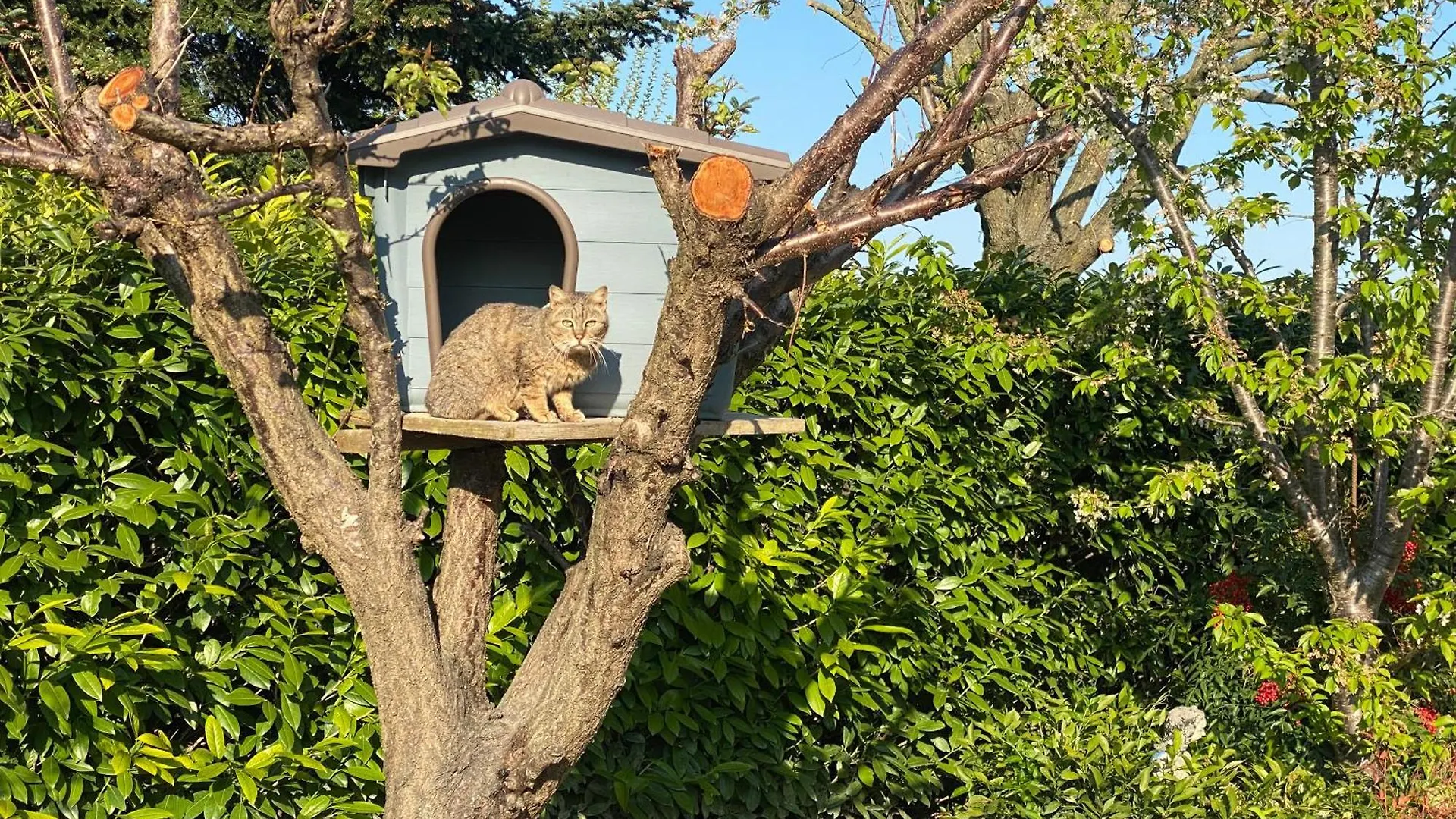Appartamento I gatti e la Volpe B&B Budrio  Italia